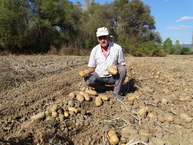 Yerli Patates Çıktı Fiyatlar Yine Düşmedi