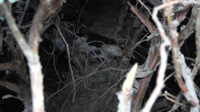 Ağaçta Mahsur Kalan Yavru Kedi İçin Ekipler Seferber Oldu