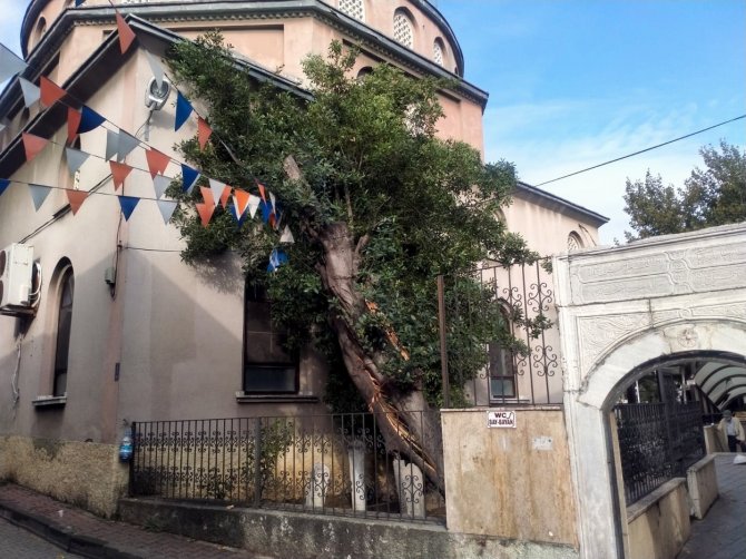 Mudanya’da Yıldırım Türbe İçindeki Ağacı İkiye Böldü