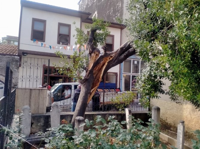 Mudanya’da Yıldırım Türbe İçindeki Ağacı İkiye Böldü