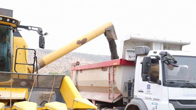 Altıeylül’de İlk Ayçiçeği Hasadı Yapıldı