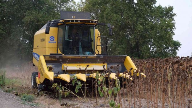 Altıeylül’de İlk Ayçiçeği Hasadı Yapıldı