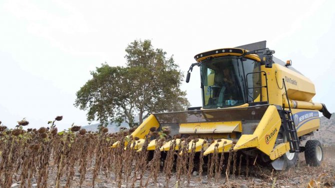 Altıeylül’de İlk Ayçiçeği Hasadı Yapıldı