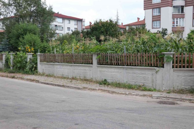 Bahçesinden Mısır Alan 3 Kız Çocuğunu Darp Eden Şahsa 20 Gün Tedbir Cezası
