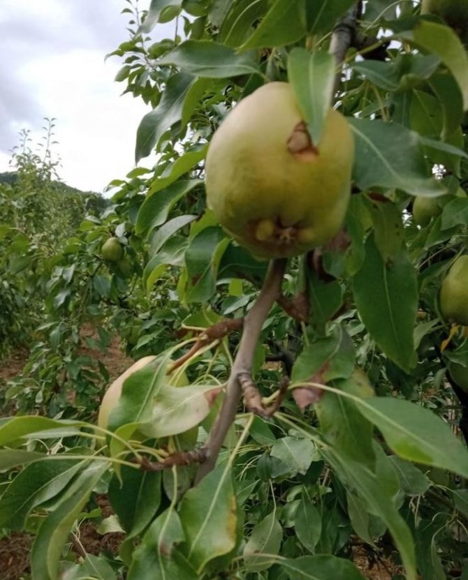 Sağanak Yağış Tarım Ürünlerinde 30 Milyon Lira Zarara Yol Açtı