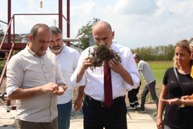 Tıbbi Aromatik Bitkiler Ekonomiye Kazandırılıyor