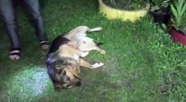 Çocukların Gözü Önünde Köpeği Vurdu