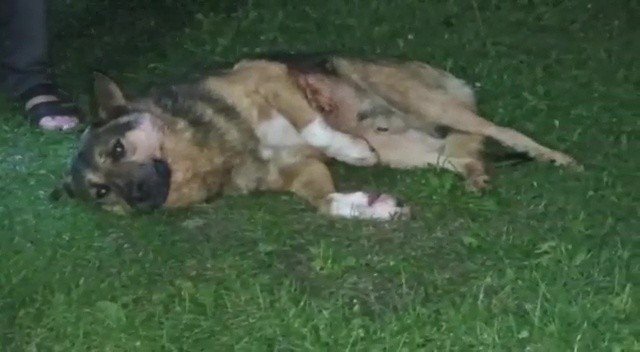 Çocukların Gözü Önünde Köpeği Vurdu