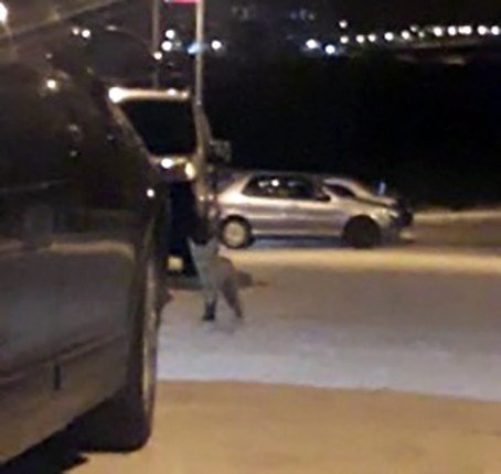 Elazığ’da Aç Kalan Tilki Şehre İndi
