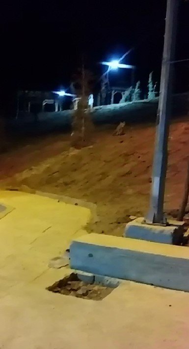 Elazığ’da Aç Kalan Tilki Şehre İndi