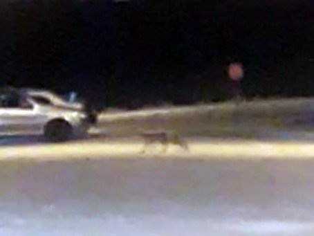 Elazığ’da Aç Kalan Tilki Şehre İndi