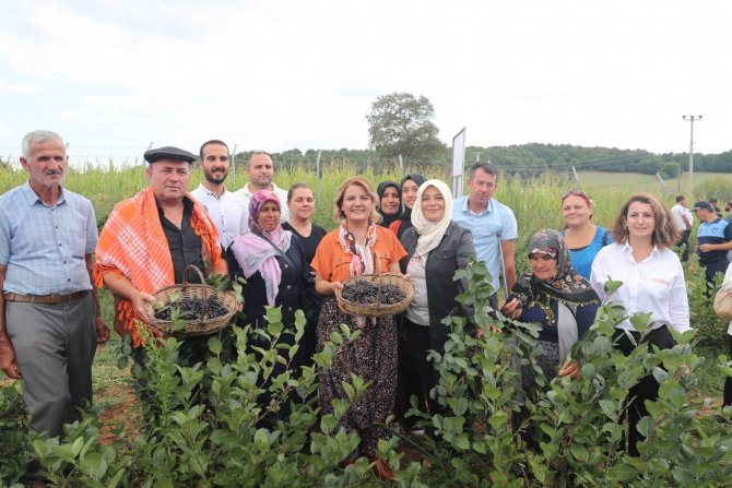 "Süper Meyve" Aronyada Hasat Mutluluğu