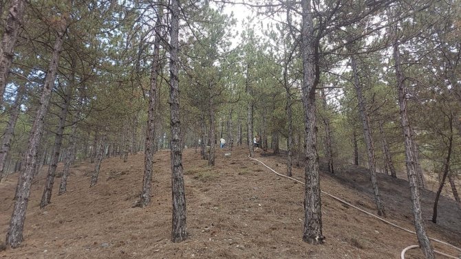 Tosya Gavur Dağ Bölgesinde Orman Yangını