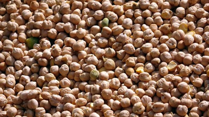 Yozgat’ta Nohutta 75 Bin Ton Rekolte Bekleniyor