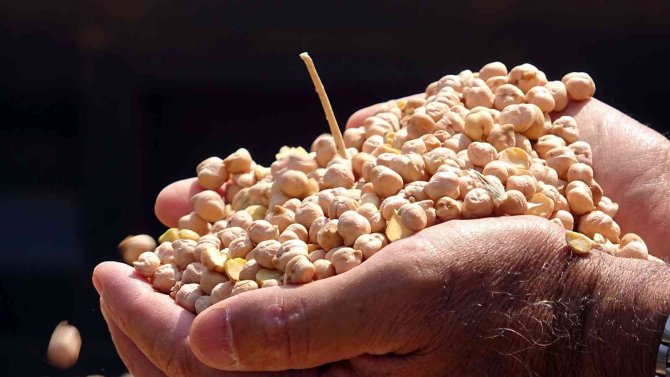 Yozgat’ta Nohutta 75 Bin Ton Rekolte Bekleniyor