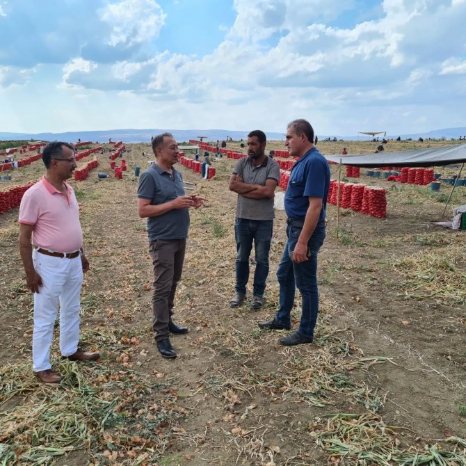 Çorum’da Soğan Üretimi Arttı