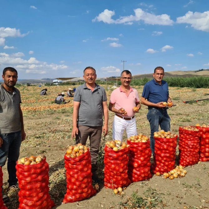 Çorum’da Soğan Üretimi Arttı