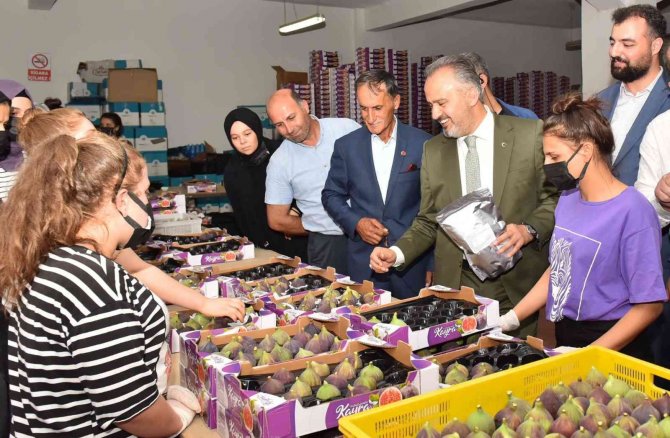 Kraliçe İnciri İçin Bursa Büyükşehir Devrede