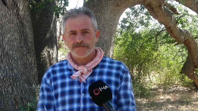 Yeni Gelinin Batıl İnancı 500 Yıllık Meşe Ağacını Yaktı