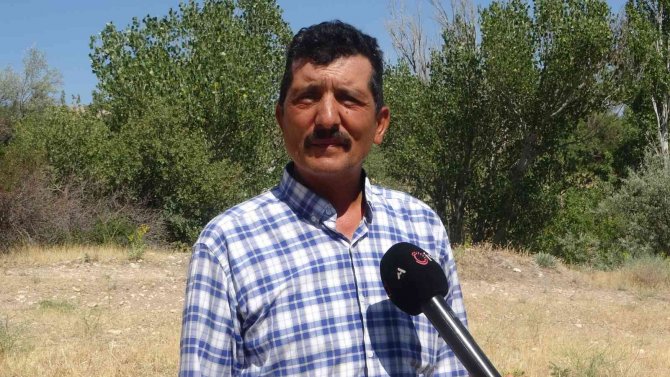 Yeni Gelinin Batıl İnancı 500 Yıllık Meşe Ağacını Yaktı