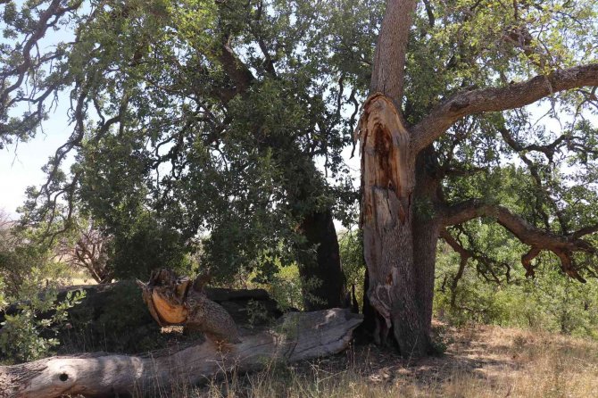 Yeni Gelinin Batıl İnancı 500 Yıllık Meşe Ağacını Yaktı