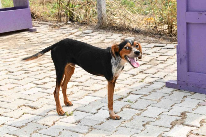 Mustafakemalpaşa Hayvan Barınağı’nda ’Engelli Hayvan Birimi’ Açıldı