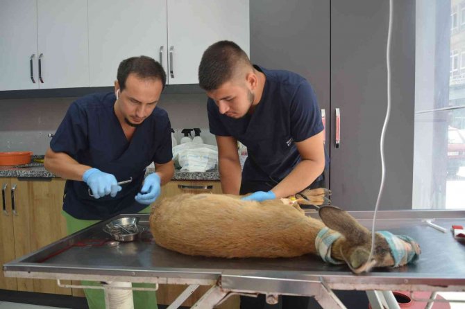 Hayvanların Saldırısına Uğrayan Karaca Yavrusu Koruma Altına Alındı