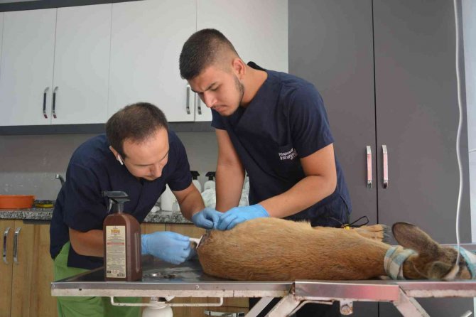 Hayvanların Saldırısına Uğrayan Karaca Yavrusu Koruma Altına Alındı