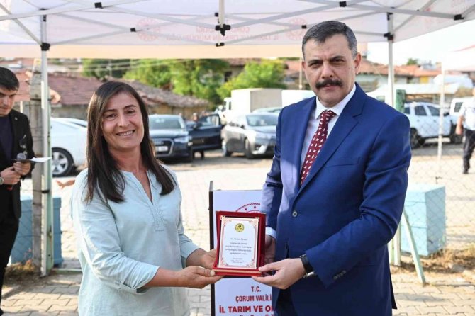 Çorum’da “Bal Hasadı” Başladı