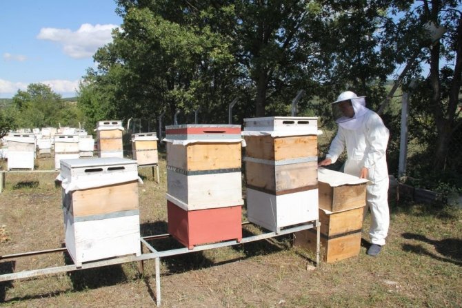Çorum’da “Bal Hasadı” Başladı