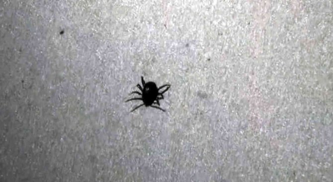 Yozgat’ta Keneden Ölenlerin Sayısı 4’e Yükseldi