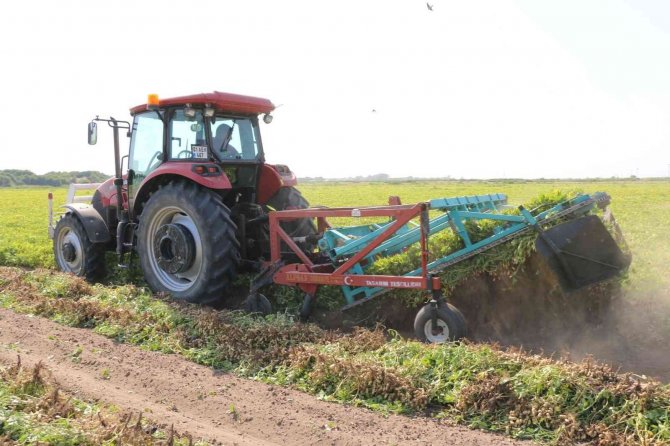 "Fıstık" Gibi Hasat