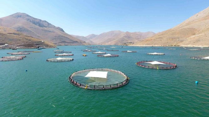 Adıyaman’dan Rusya Ve Japonya’ya ‘Türk Somonu’ İhracatı