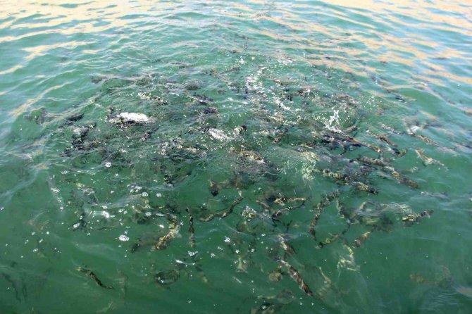 Adıyaman’dan Rusya Ve Japonya’ya ‘Türk Somonu’ İhracatı