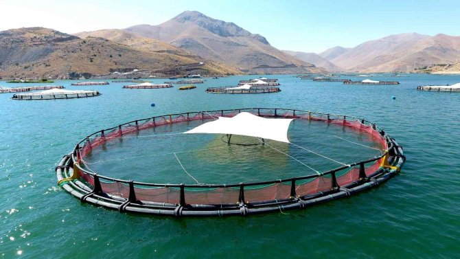 Adıyaman’dan Rusya Ve Japonya’ya ‘Türk Somonu’ İhracatı