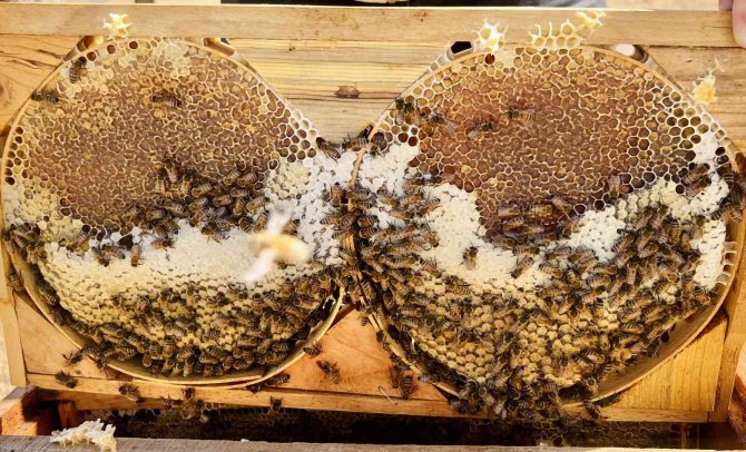 Ağrılı Arıcıların “Tatlı” Hasat Telaşı Başladı