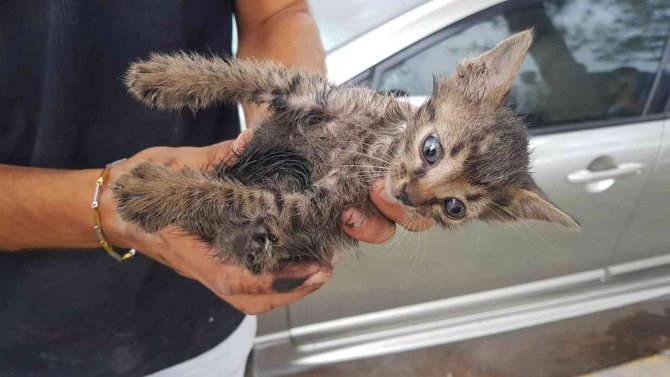 Günlerdir Park Halinde Olan Otomobilin Motoruna Giren Yavru Kedi Kurtarıldı