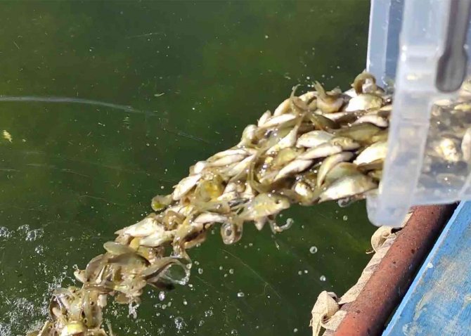 Ardahan’daki Göl Ve Göletlere 1 Milyon 589 Bin Yavru Sazan Balığı Bırakıldı