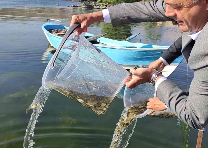 Ardahan’daki Göl Ve Göletlere 1 Milyon 589 Bin Yavru Sazan Balığı Bırakıldı