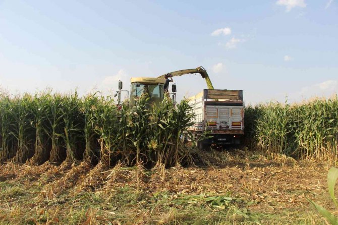 Alım Garantili Silajlık Mısırın Üretimi Arttı: Beklenen Rekolte 85 Bin Tonun Üzerinde