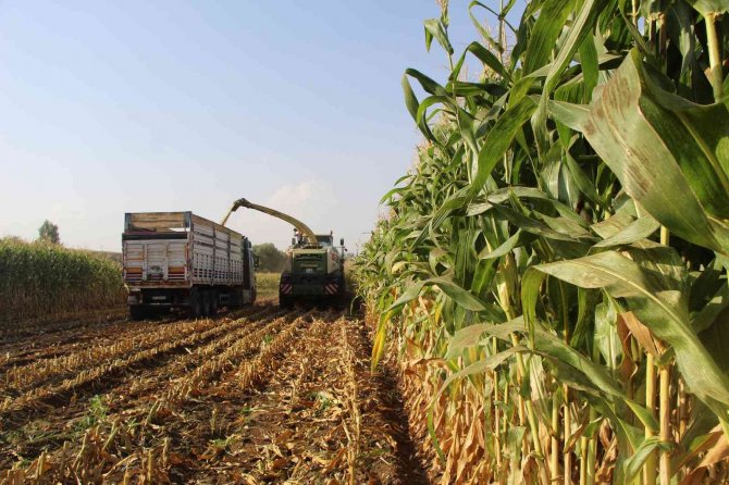 Alım Garantili Silajlık Mısırın Üretimi Arttı: Beklenen Rekolte 85 Bin Tonun Üzerinde