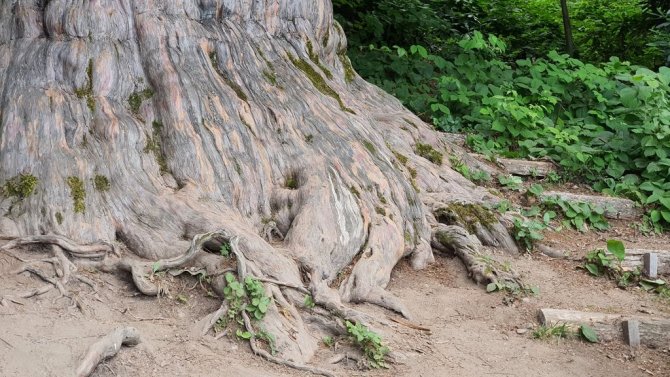 4118 Yaşındaki Porsuk Ağacı İhtişamıyla Göz Dolduruyor