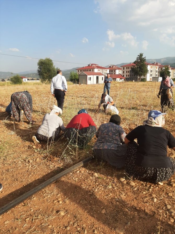 Coğrafi İşaretli Tunceli Sarımsağının İlk Hasadı Yapıldı