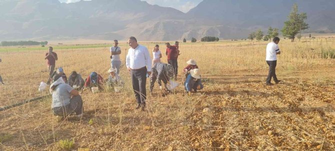 Coğrafi İşaretli Tunceli Sarımsağının İlk Hasadı Yapıldı