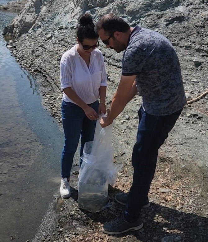 Sungurlu’da Gölete Sazan Yavrusu Bırakıldı