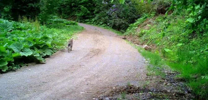 Düzce’de Vaşak Görüntülendi