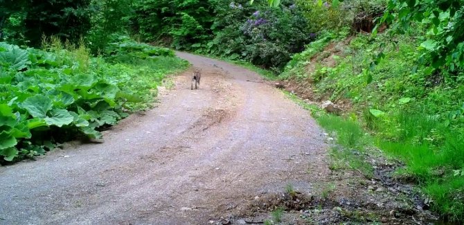 Düzce’de Vaşak Görüntülendi