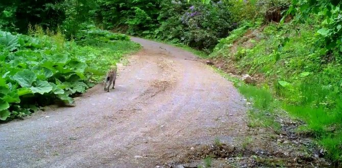 Düzce’de Vaşak Görüntülendi