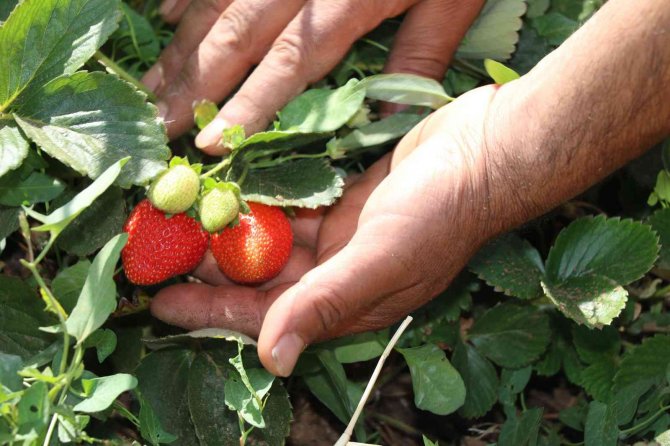 Elazığ’da Çilek Hasadı Sürüyor