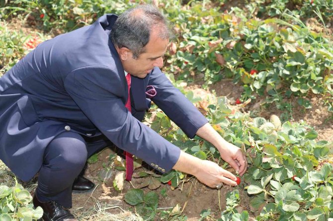 Elazığ’da Çilek Hasadı Sürüyor